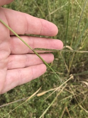 Elymus glaucus glaucus