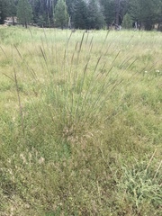 Elymus glaucus glaucus