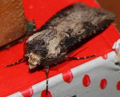 Agrotis denticulosus