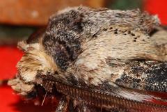 Agrotis denticulosus