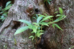 Platylophus trifoliatus