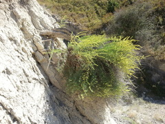 Salsola daghestanica