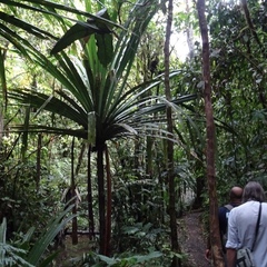 Pandanus