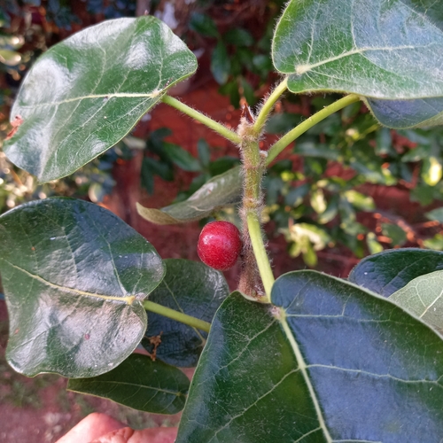 Mountain rock fig
