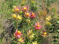 Leucadendron orientale