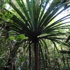 Pandanus