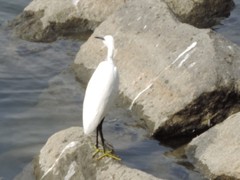 Egretta garzetta