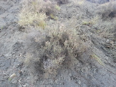 Atraphaxis daghestanica