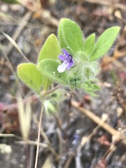 Trichostema oblongum