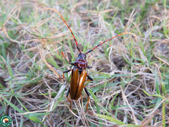 Andraegoidus distinguendus