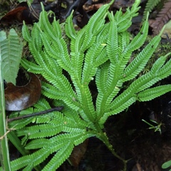 Selaginella
