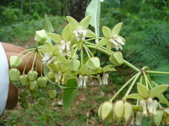 Asclepias auriculata