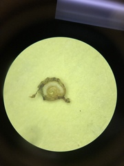 Potamogeton diversifolius