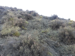 Atraphaxis daghestanica