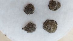 Chthamalus stellatus