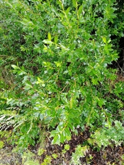 Salix phylicifolia
