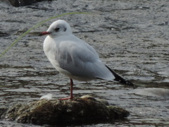 Chroicocephalus ridibundus