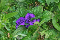 Ajuga ovalifolia