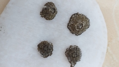 Chthamalus stellatus