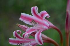 Crinum stuhlmannii delagoense