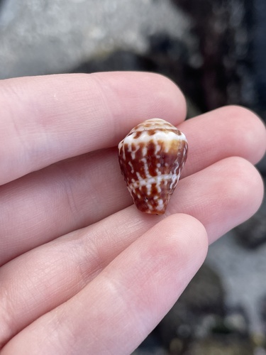 Conus chaldaeus, 2025-03-09