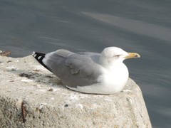 Larus michahellis