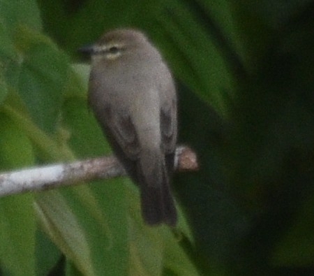 Drab Water Tyrant (Ochthornis littoralis), photo 2