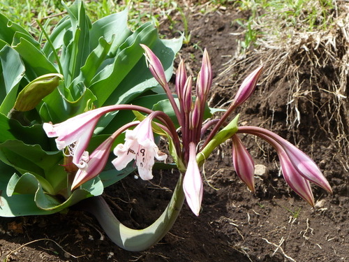 Pyjama lily (Crinum macowanii)