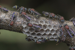 Ropalidia erythrospila