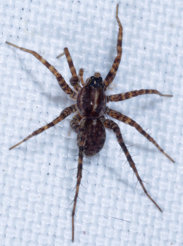 Pardosa riparia