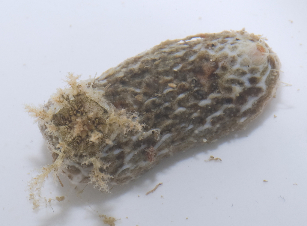 Psolidium