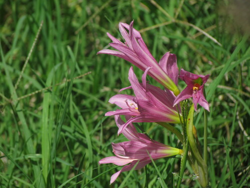 Image of Zephyranthes bifida by (c) Matias Cabezas, some rights reserved (CC BY)