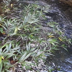 Ficus