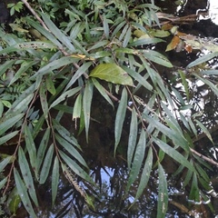 Ficus