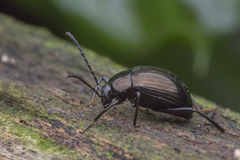 Amarygmus metallicus