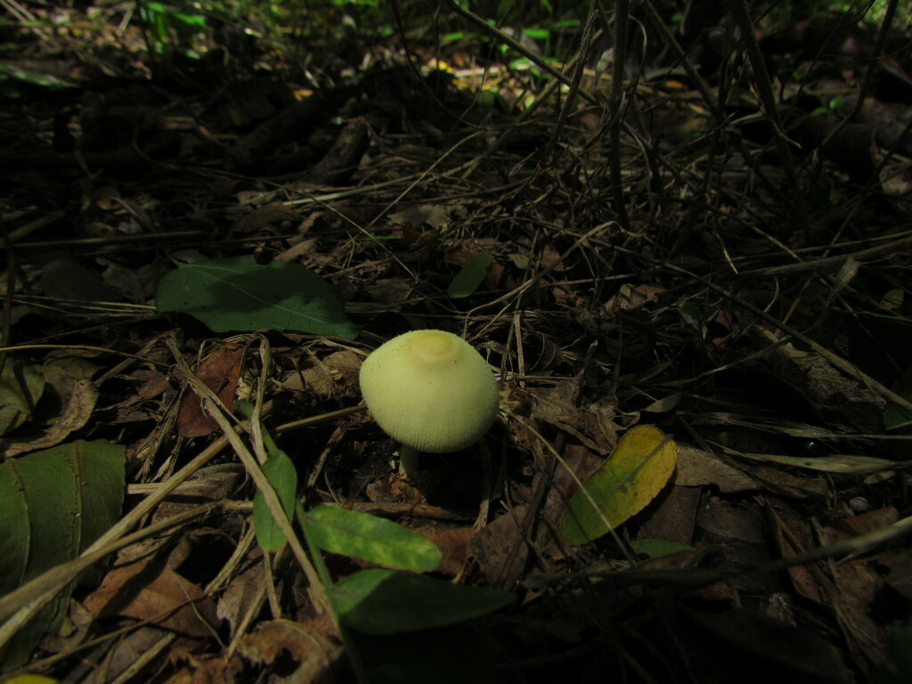 Leucocoprinus birnbaumii · March 2025 · photo: © matiascabezas (iNaturalist, cc-by)
