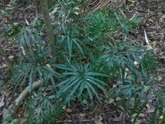 Pteris umbrosa