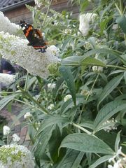 Vanessa atalanta