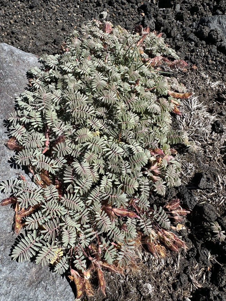 Adesmia longipes; photograph nitsuga74, CC BY, iNaturalist via GBIF