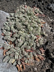 Adesmia longipes