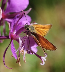 Thymelicus lineola