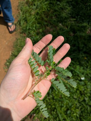 Phyllanthus amarus observed 2025-03-07