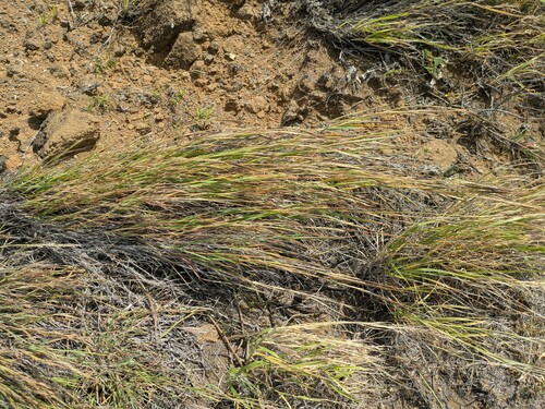 Heteropogon contortus observed 2025-03-07