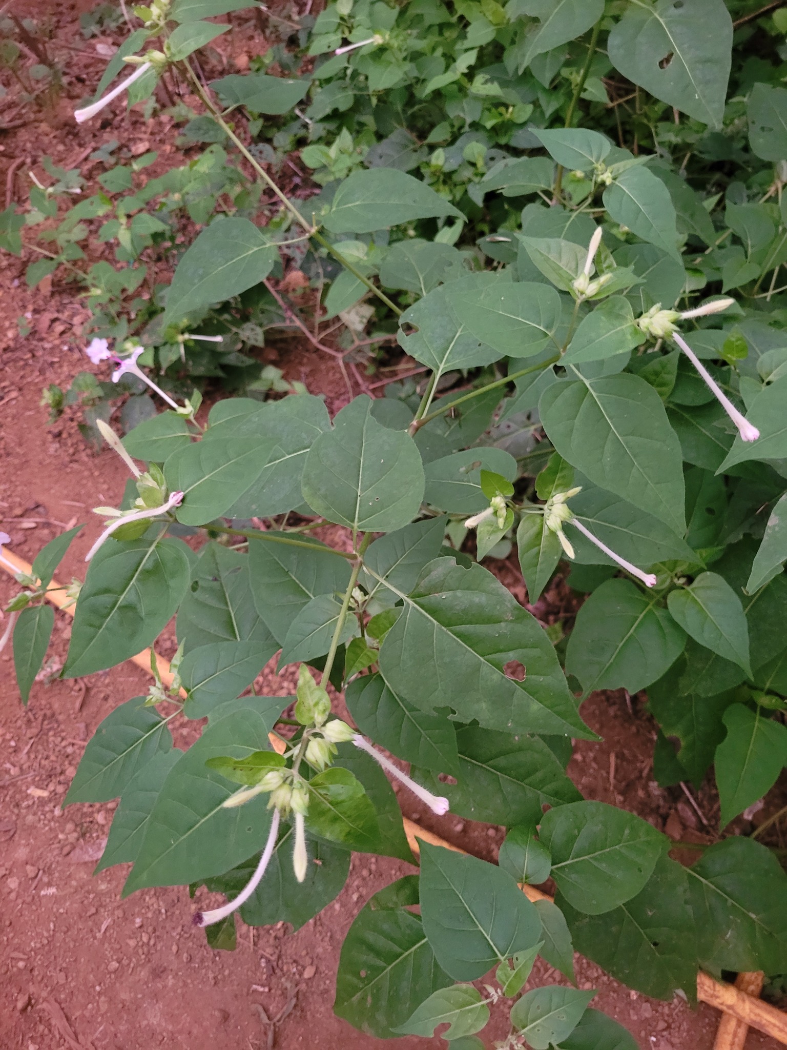 Imagem de Jalapa-de-jardim