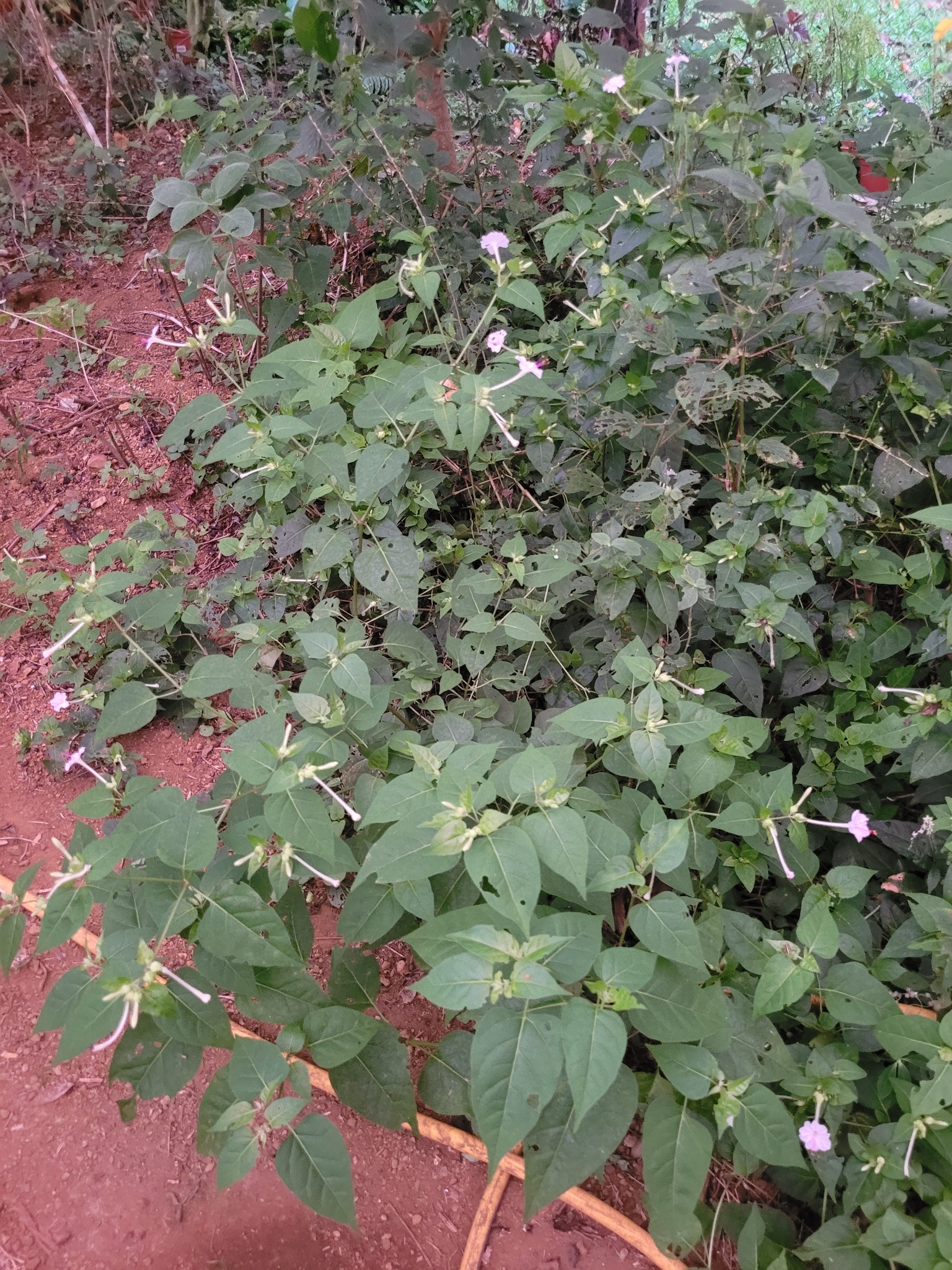 Imagem de Jalapa-de-jardim