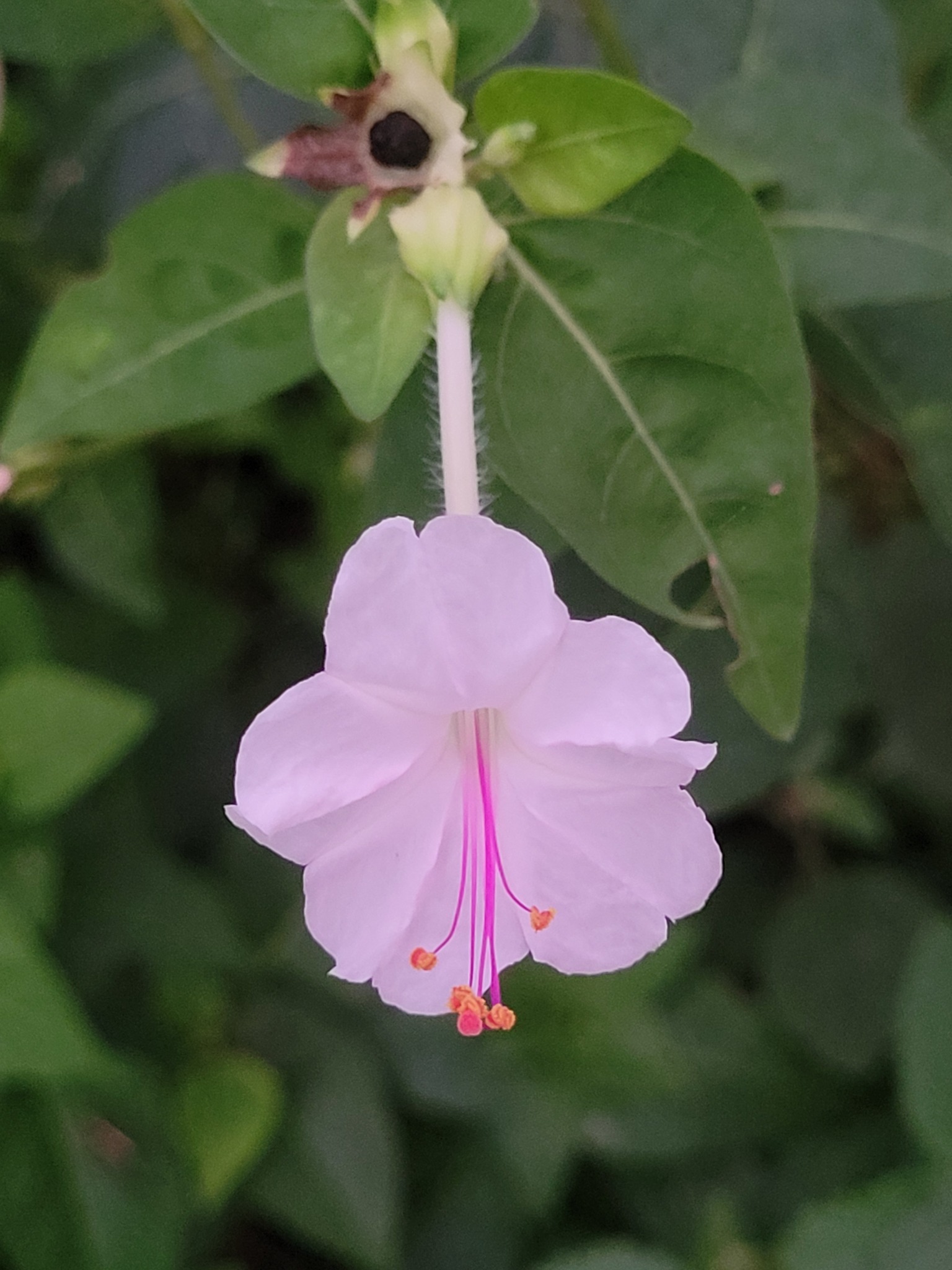 Imagem de Jalapa-de-jardim