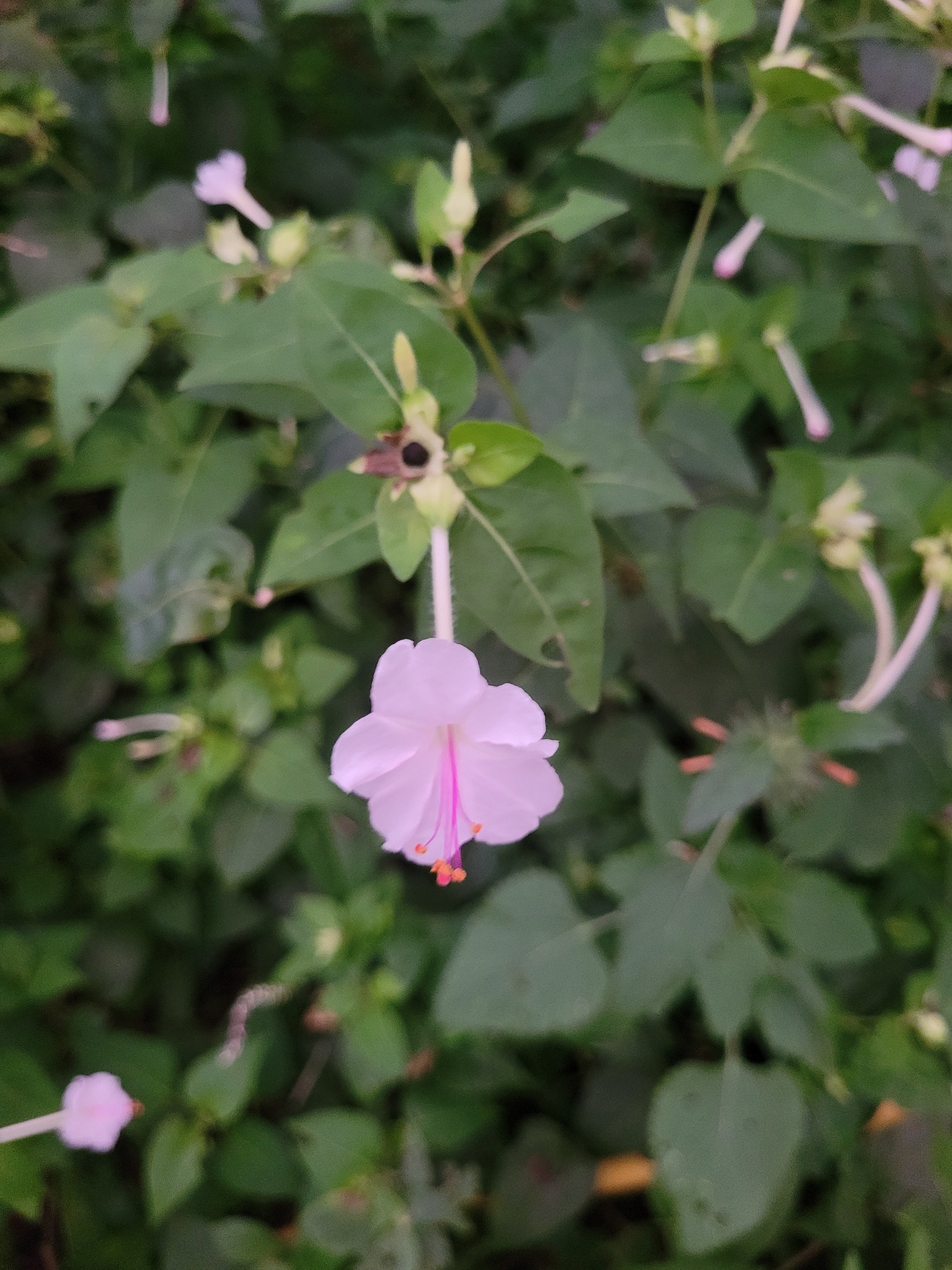 Imagem de Jalapa-de-jardim
