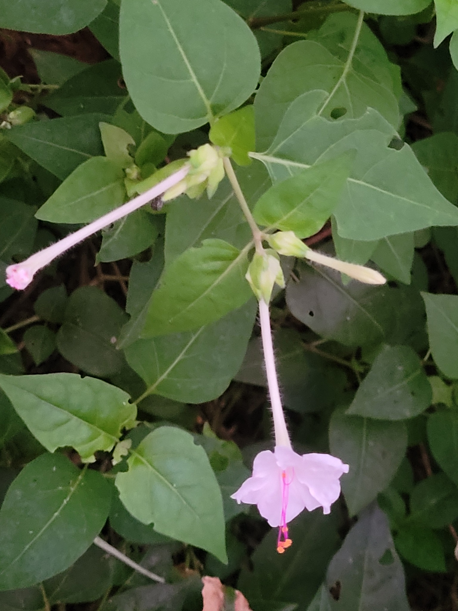 Imagem de Jalapa-de-jardim