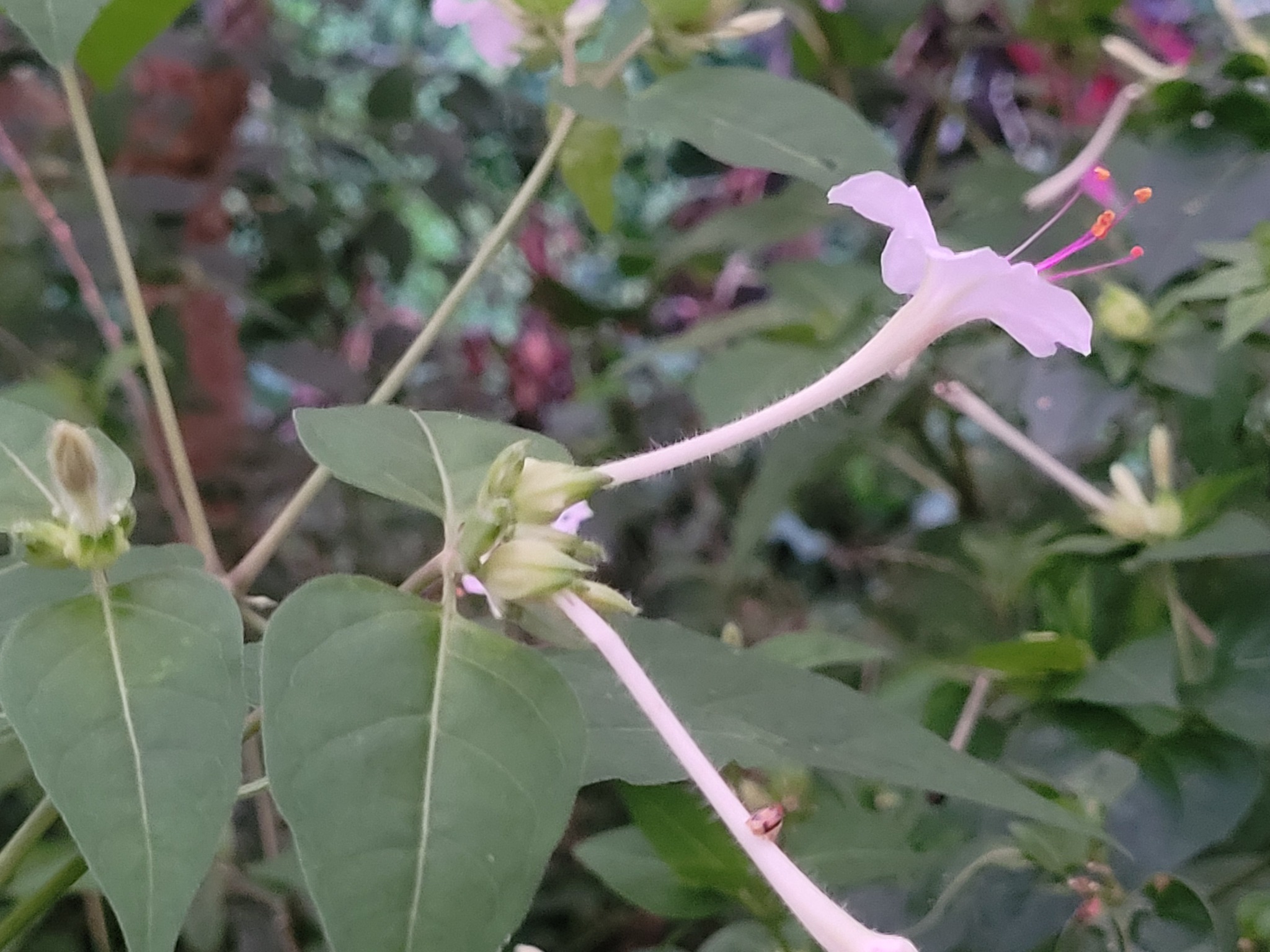 Imagem de Jalapa-de-jardim