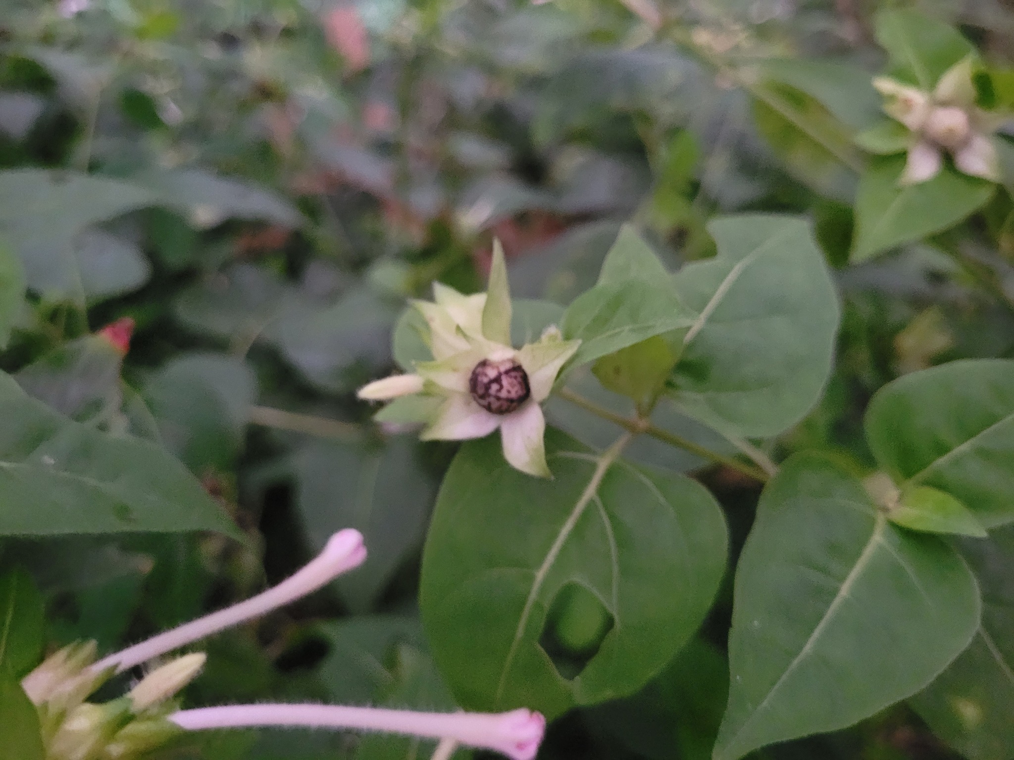 Imagem de Jalapa-de-jardim